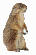 Marmotta